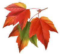 3 colourful maple leaves